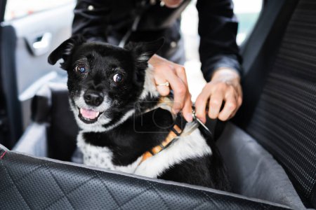 Téléchargez les photos : Femme de fixation chien dans la voiture avec ceinture de sécurité dans le siège Booster - en image libre de droit