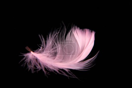 Téléchargez les photos : Gros plan du plumage plumage rose isolé sur noir - en image libre de droit