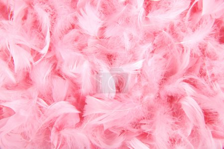 Foto de Primer plano de la pluma de plumaje rosa aislado en negro - Imagen libre de derechos