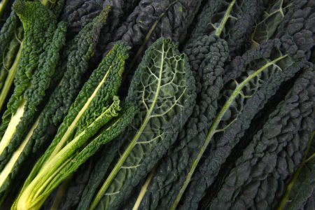 close up of the vegetable Kale leves