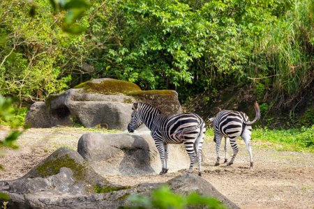Téléchargez les photos : Zèbre dans le parc safari - en image libre de droit
