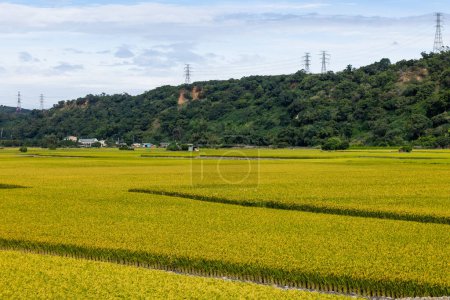 Photo for Taiwan Taichung Waipu paddy rice field - Royalty Free Image