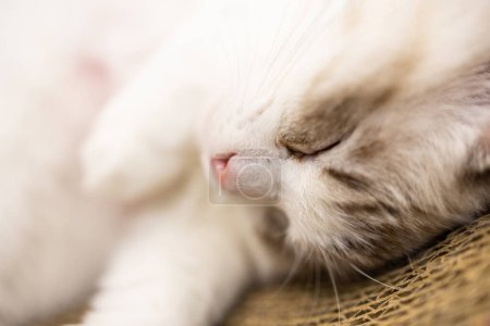 Photo for Close up of the sleeping cat - Royalty Free Image