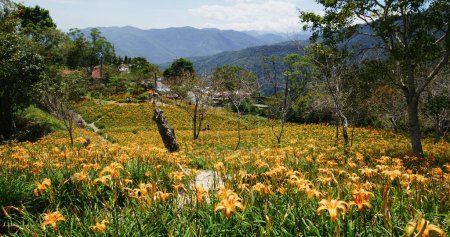 Foto de Campo de flores de hermoso naranjo en Taimali Kinchen Mountain en Taitung de Taiwán - Imagen libre de derechos