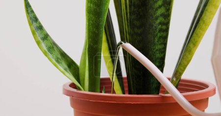 Watering on the potted Dracaena trifasciata plant