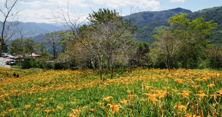 Photo for Flower field of beautiful orange daylily in Taimali Kinchen Mountain in Taitung of Taiwan - Royalty Free Image