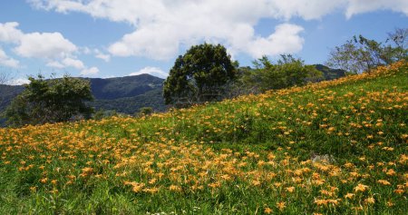 Foto de Campo de flores de lirio de día naranja en Taimali Kinchen Mountain en Taitung - Imagen libre de derechos