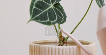 Téléchargez les photos : Watering on the potted plant at home - en image libre de droit