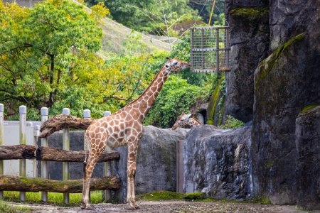 Photo for Giraffe feeding in the zoo park - Royalty Free Image