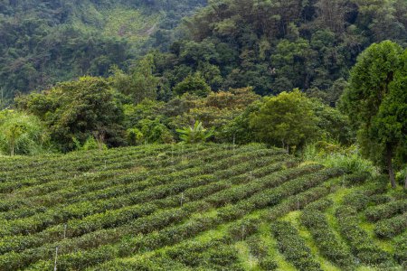 Téléchargez les photos : Champ d'arbre à thé vert sur montagne - en image libre de droit