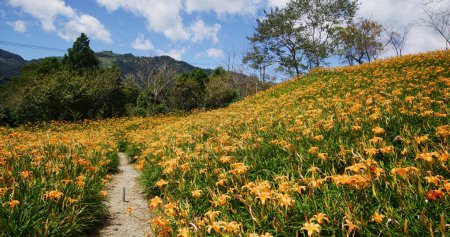 Foto de Campo de flores de lirio de día naranja en Taimali Kinchen Mountain en Taitung - Imagen libre de derechos