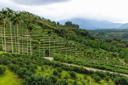Téléchargez les photos : Champ d'arbre à thé vert sur montagne - en image libre de droit
