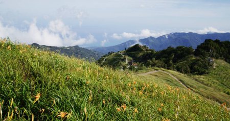 Photo for Orange day lily flower field in Taimali Kinchen Mountain in Taitung - Royalty Free Image