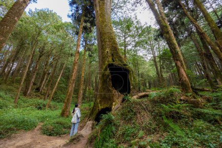 Foto de Mujer visita raíz gigante de pinos con un gran agujero en Alishan de Taiwán - Imagen libre de derechos