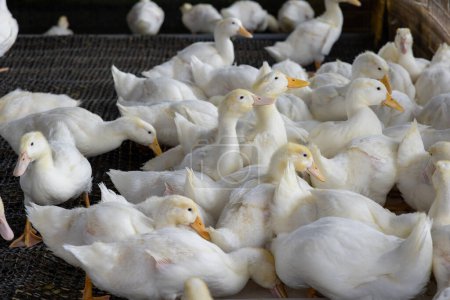 Téléchargez les photos : Groupe de canards blancs dans la ferme - en image libre de droit