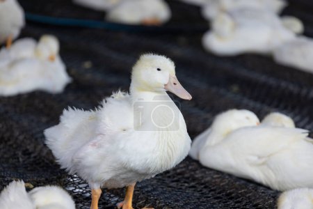 Téléchargez les photos : Ferme de canards blancs à Taiwan - en image libre de droit