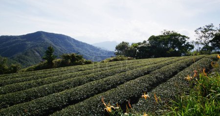 Foto de Campo de flores de lirio de día naranja y granja de té en Taimali Kinchen Mountain en Taitung - Imagen libre de derechos