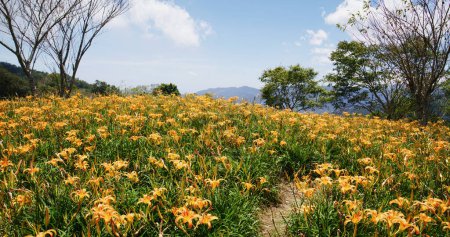 Photo for Orange day lily flower field in Taimali Kinchen Mountain in Taitung - Royalty Free Image