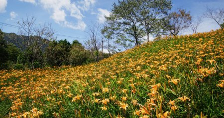 Photo for Flower field of beautiful orange daylily in Taimali Kinchen Mountain in Taitung of Taiwan - Royalty Free Image