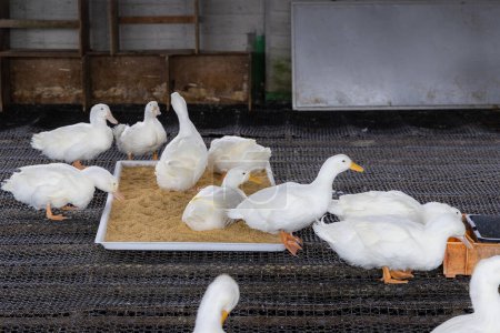 Téléchargez les photos : Beaucoup de canard dans la ferme locale à Taiwan - en image libre de droit