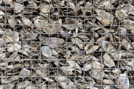 Foto de Conchas de ostras dejadas para descomponerse en una pila - Imagen libre de derechos