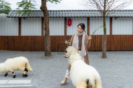 Téléchargez les photos : Woman enjoying a farm visit with sheep - en image libre de droit