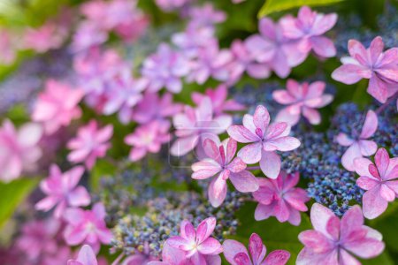 Foto de Flor de hortensia púrpura en el jardín - Imagen libre de derechos
