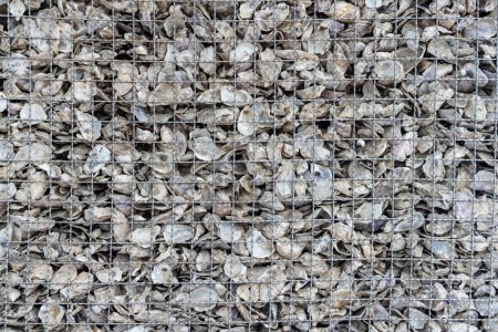 Foto de Conchas de ostras abandonadas en el suelo - Imagen libre de derechos