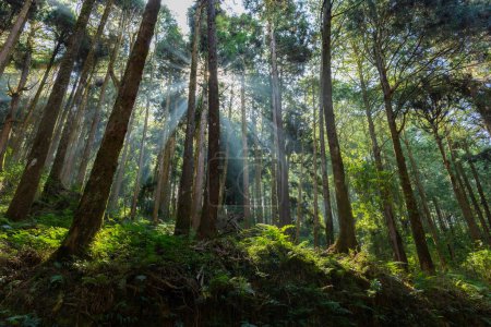 Téléchargez les photos : Cèdres dans la forêt à travers les rayons du soleil - en image libre de droit
