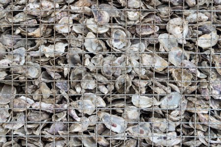 Foto de Conchas de ostras abandonadas amontonadas - Imagen libre de derechos