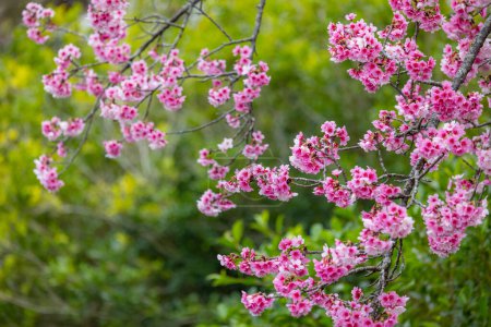 Téléchargez les photos : Belle fleur de sakura sur l'arbre - en image libre de droit