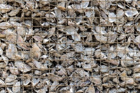 Foto de Conchas de ostra dejadas para pudrirse en un montón - Imagen libre de derechos