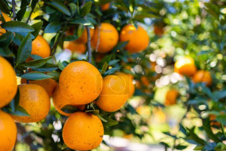 Téléchargez les photos : Oranger dans le jardin orange - en image libre de droit