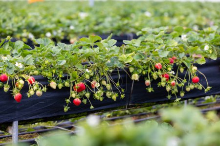 Téléchargez les photos : Ferme de fraises bio dans le jardin - en image libre de droit