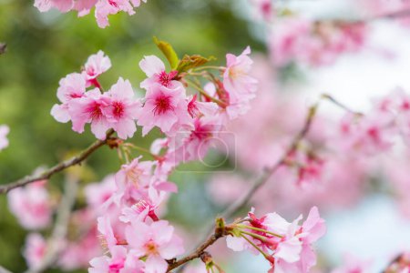 Téléchargez les photos : Cerisiers en fleurs sur la colline - en image libre de droit