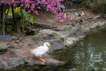 Foto de Pie de ganso blanco junto al estanque de agua - Imagen libre de derechos