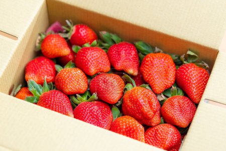 Photo for Juicy strawberries nestled in a cardboard box - Royalty Free Image