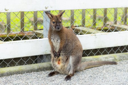 Téléchargez les photos : Mère kangourou avec bébé dans la pochette - en image libre de droit
