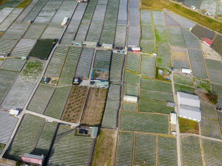 Photo for Top view of the strawberry field in Dahu in Miaoli of Taiwan - Royalty Free Image