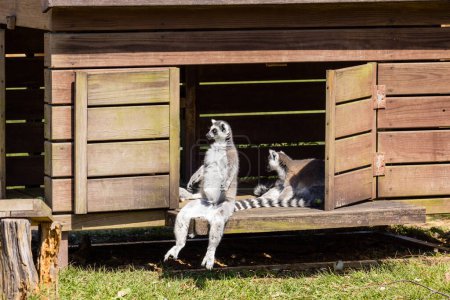 Téléchargez les photos : Lémurien assis sur la maison en bois - en image libre de droit
