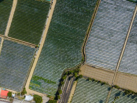 Photo for Top view of the strawberry field in Dahu in Miaoli of Taiwan - Royalty Free Image