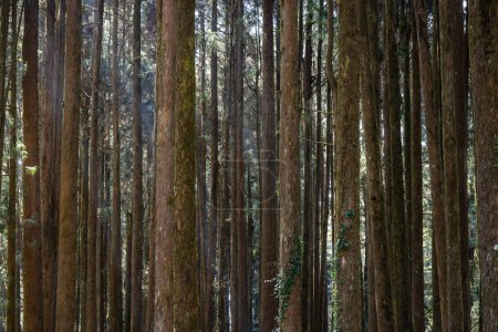 Foto de Bosque verde en el área de recreación forestal nacional de Alishan - Imagen libre de derechos