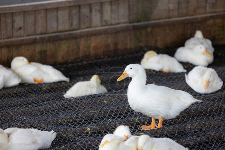 Téléchargez les photos : Beaucoup de canard dans la ferme locale à Taiwan - en image libre de droit