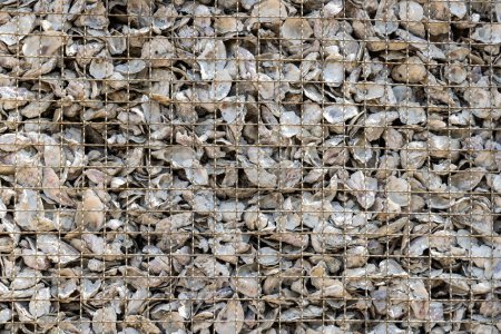 Téléchargez les photos : Une pile de coquilles d'huîtres abandonnées - en image libre de droit