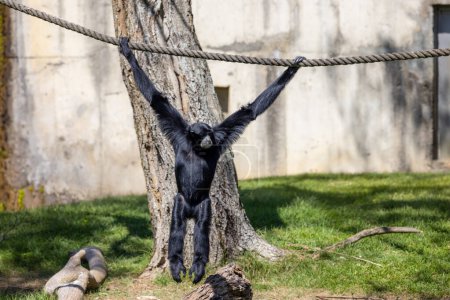 Photo for Gibbon on the tree in zoo park - Royalty Free Image