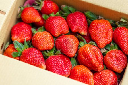 Photo for Fresh picked strawberries in a humble package - Royalty Free Image