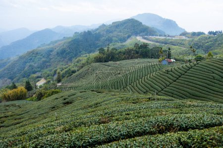Foto de Terrazas de té en la montaña Alishan - Imagen libre de derechos