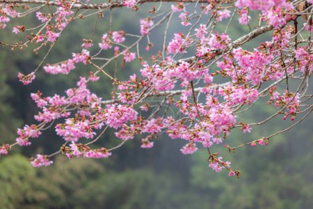 Foto de Sakura árbol en flor sobre el fondo del bosque con niebla niebla - Imagen libre de derechos
