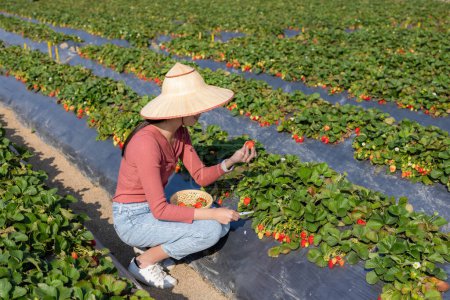 Photo for Tourist woman go to pick strawberry in the farm - Royalty Free Image