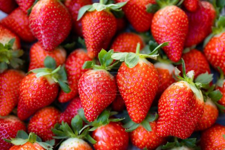 Téléchargez les photos : Récolte de fraises fraîches crues et mûres - en image libre de droit